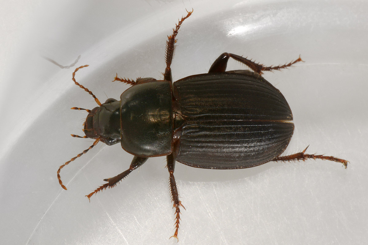 Harpalus sp.
